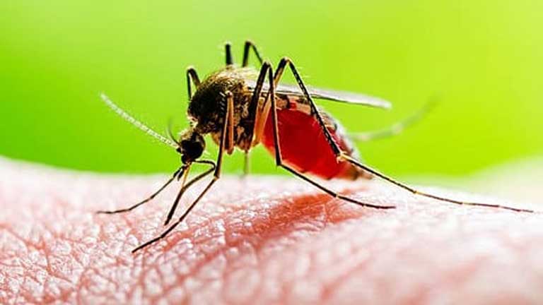 पश्चिम बंगाल में डेंगू का प्रकोप और अस्पतालों में भर्ती मरीजों के इलाज की फाइल फोटो, कोलकाता और मुर्शिदाबाद में डेंगू के बढ़ते मामले।